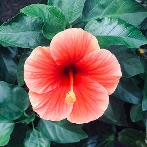 Meet your Posher, Ana